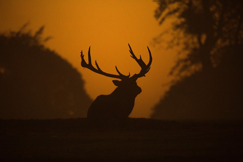 deer, animals, silhouette, hd, 4k, 5k