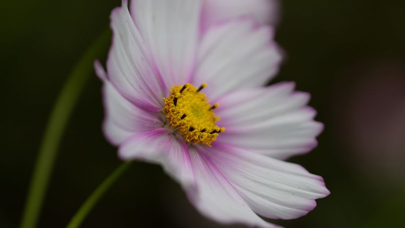 cosmos, flower, purple, macro, closeup, 4k