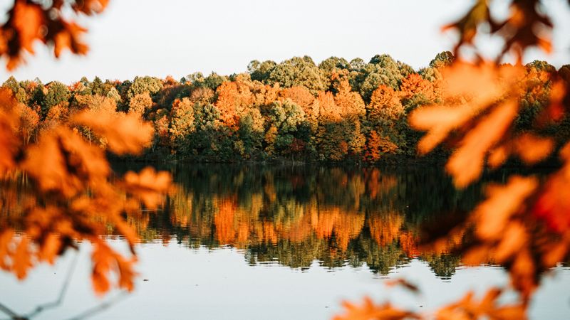 lake, trees, autumn, shore, landscape, 4k