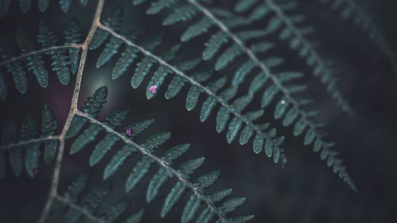 fern, leaf, macro, dark, green, 4k