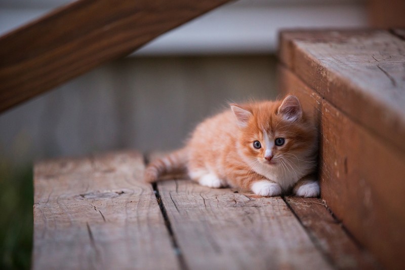 kitten, animals, hd
