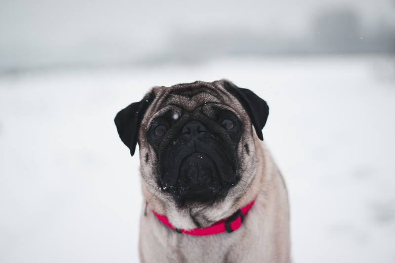 pug, dog, animals, snow, hd, 4k, 5k