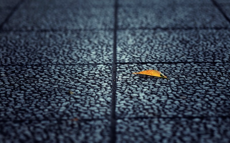 leaf, autumn, nature, hd