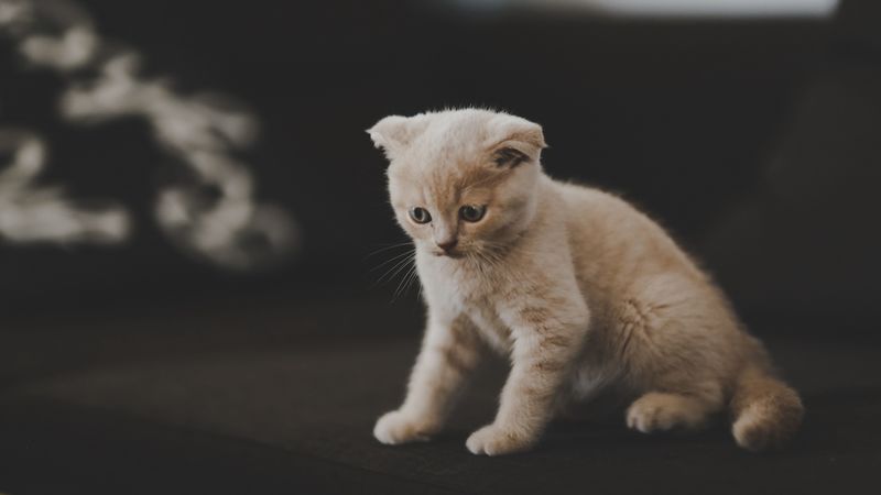 kitten, scottish, cat, cute, pet, 4k