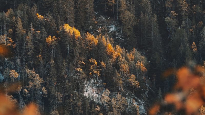 forest, slope, trees, coniferous, pine, 4k