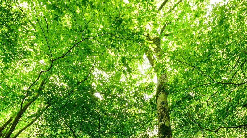 forest, trees, stone, rays, 4k