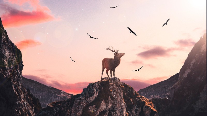 reindeer, photography, fantasy, artist, artwork, digital art, hd