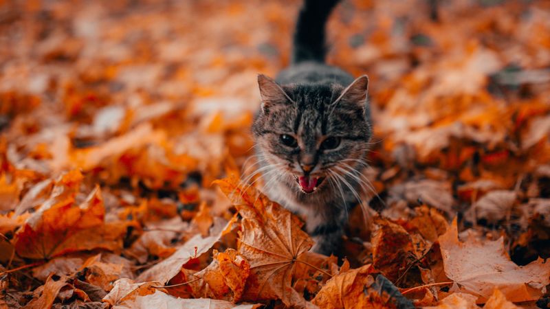 cat, protruding tongue, pet, foliage, dry, 4k