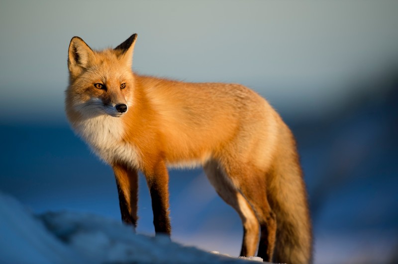 fox, animals, hd, 4k