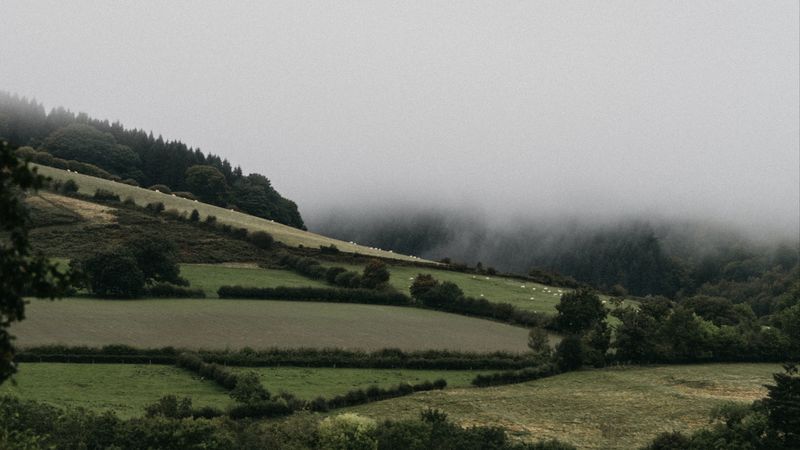 hills, trees, bushes, fog, landscape, 4k