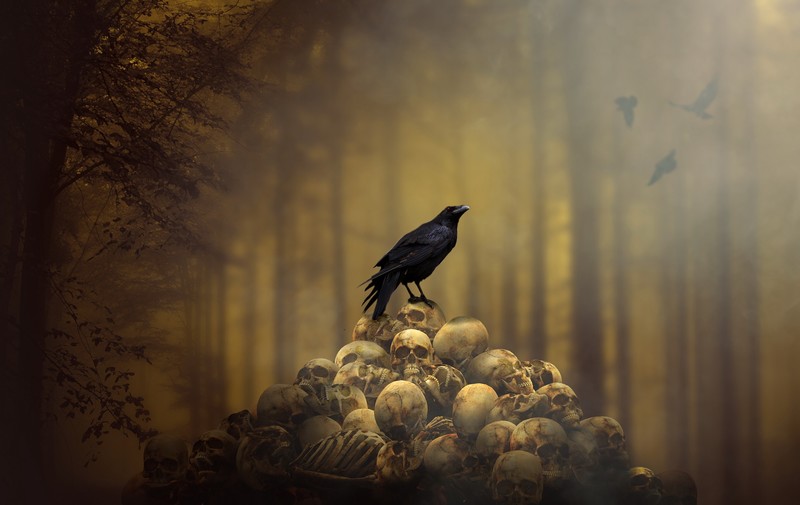 raven, skull, photography, hd