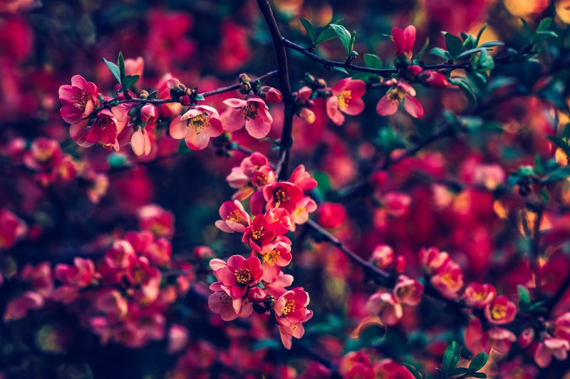 flowers, hd, 4k