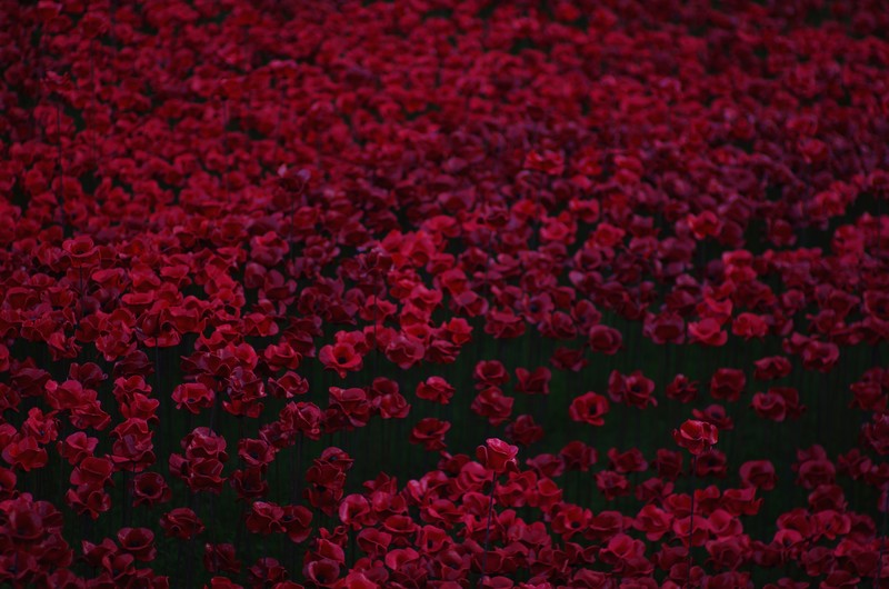 flowers, red, hd, 4k, 5k