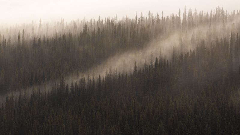 forest, fog, trees, conifer, tops, 4k