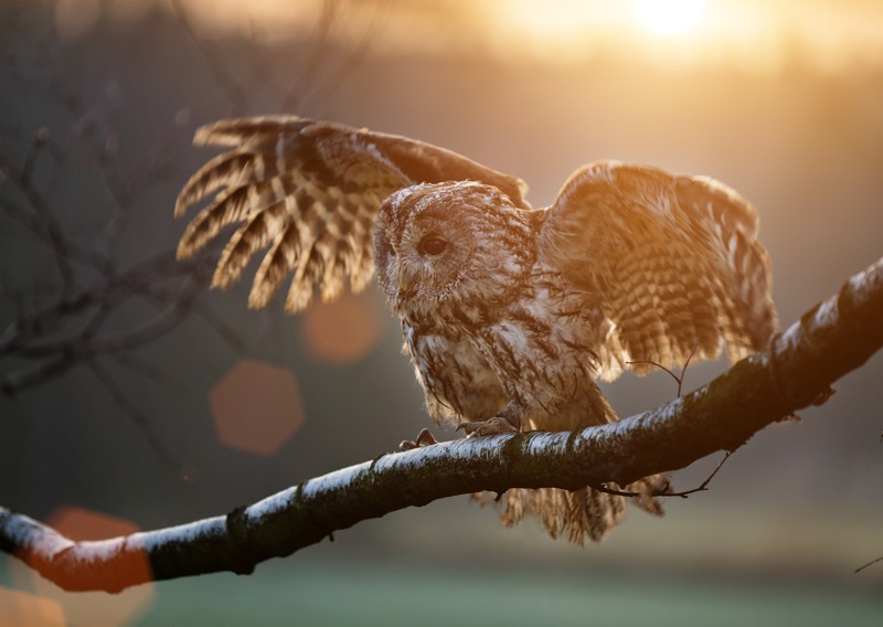 owl, birds, hd, 4k