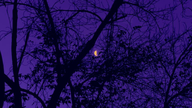 trees, the moon, night, sky, purple, 4k
