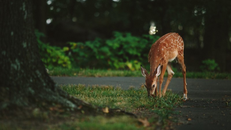 deer, animals, hd, 4k, photography