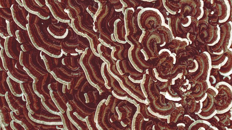 mushrooms, texture, macro, brown, surface, 4k