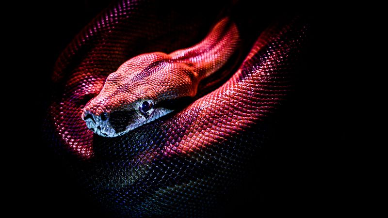 snake, reptile, red, dark, scales, 4k