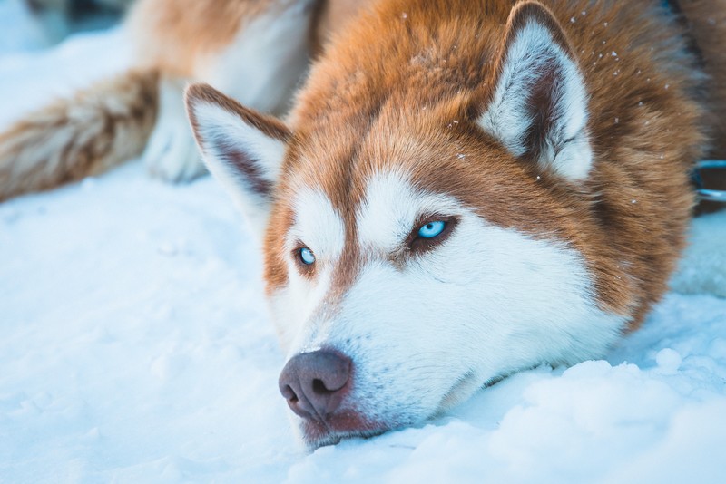 siberian husky, animals, dog, hd, 4k