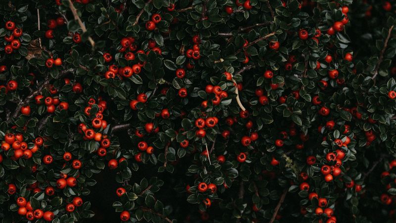 berries, red, bush, plant, 4k