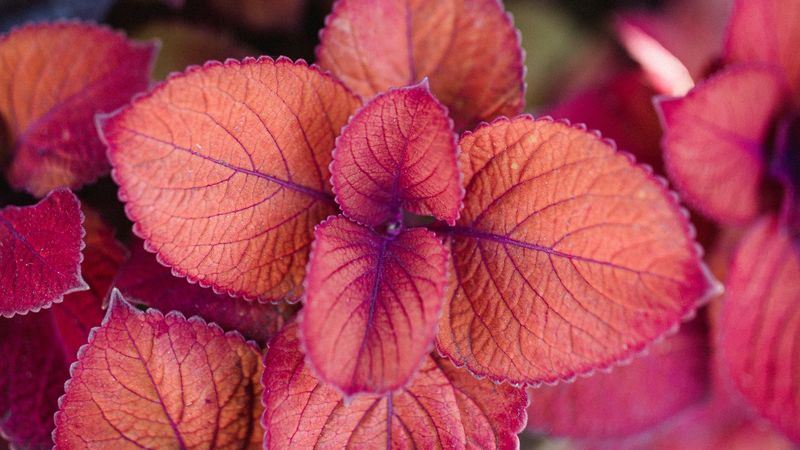 plant, pink, leaves, macro, closeup, 4k