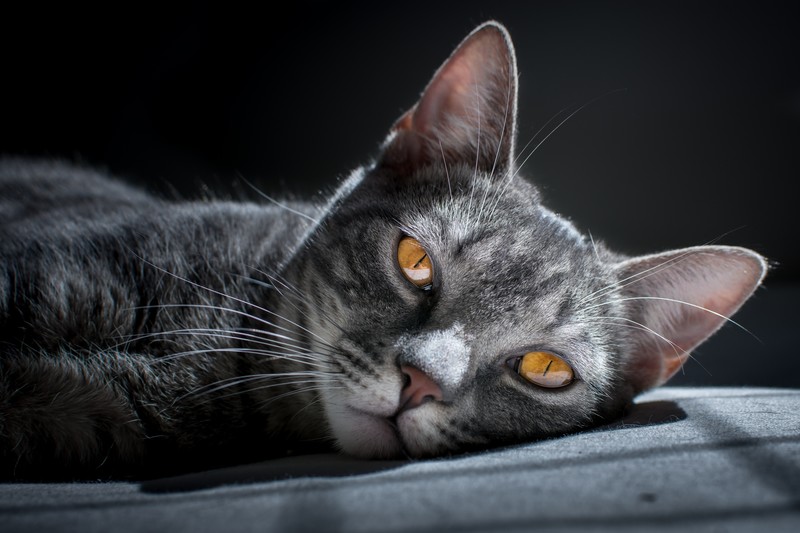 cat, animals, hd, 4k