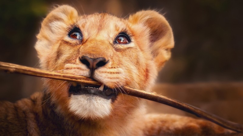 lion, animals, hd, 4k