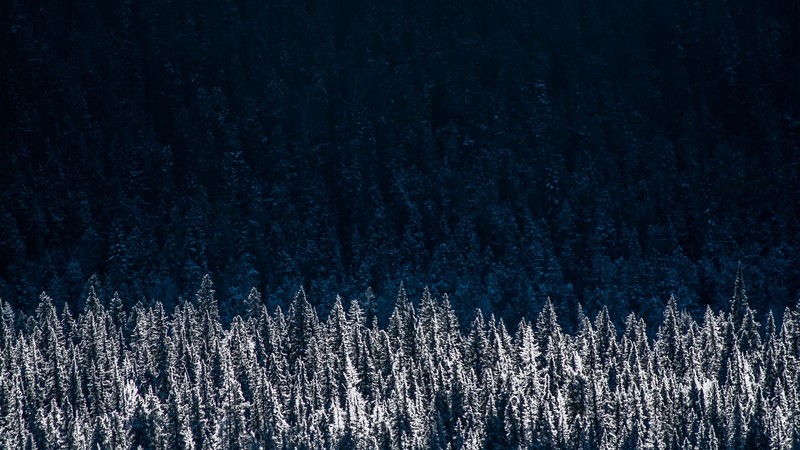 pine, trees, nature, hd, photography, dark