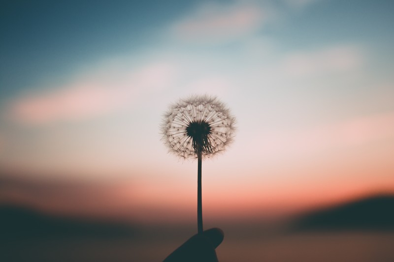 dandelion, plant, flowers, nature, hd, 4k