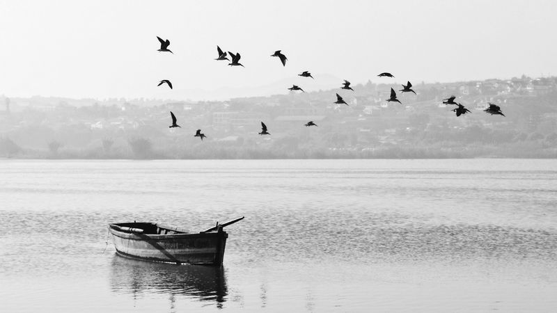 lake, boat, birds, flock, nature, 4k