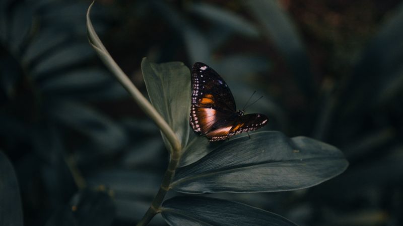 butterfly, insect, plant, macro, closeup, 4k