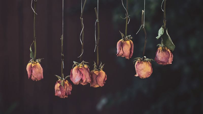 roses, flowers, dry, withered, pink, 4k