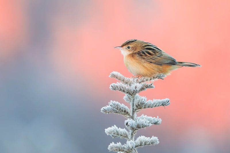 birds, hd, 4k