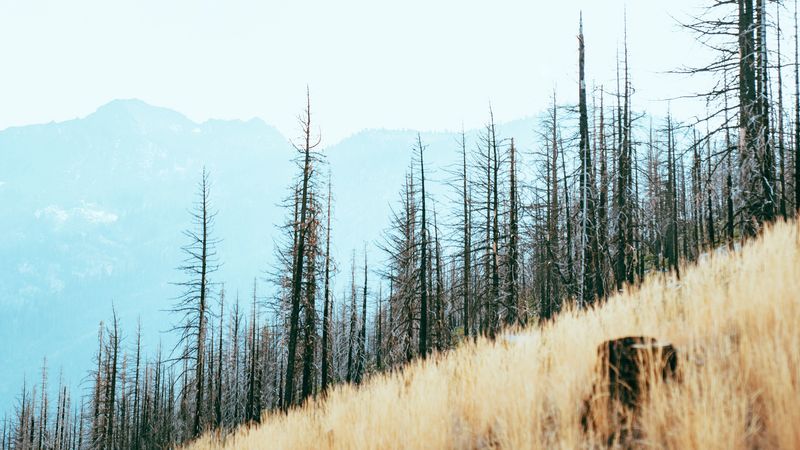 trees, slope, mountains, landscape, nature, 4k