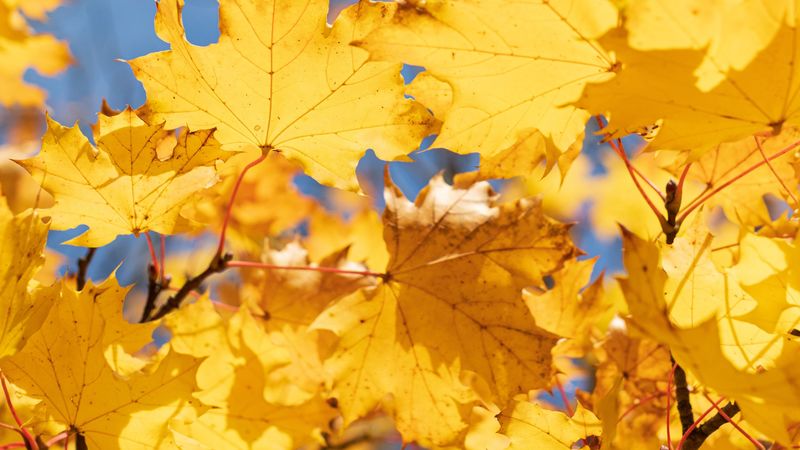 leaves, yellow, dry, autumn, maple, 4k