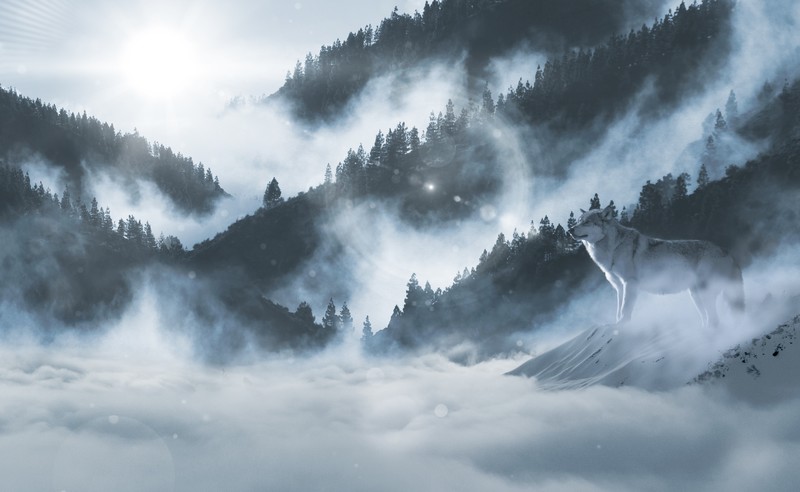wolf, animals, snow, nature, hd, 4k, 5k