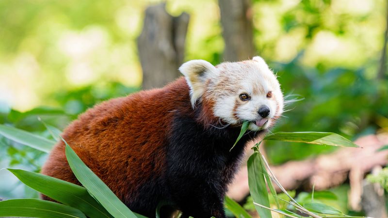 red panda, panda, protruding tongue, funny, 4k