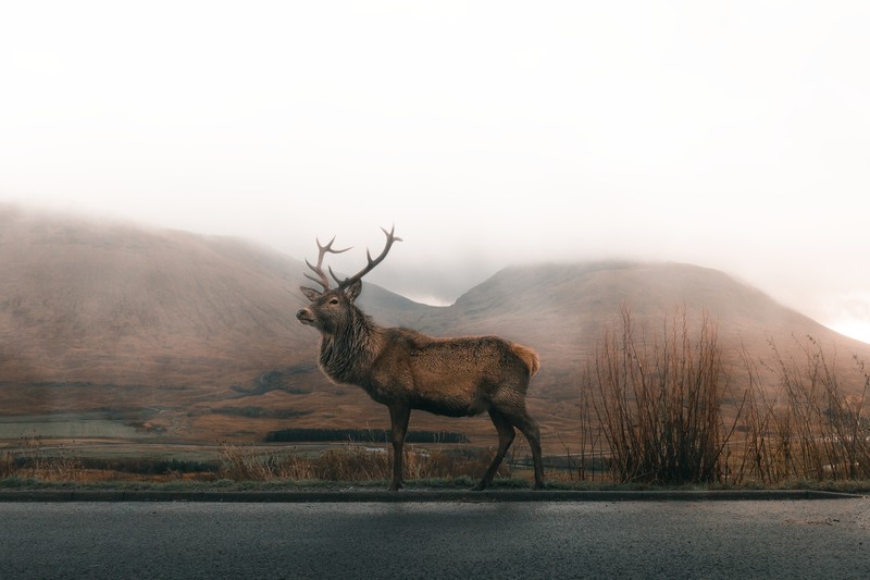 reindeer, animals, hd, 4k, photography