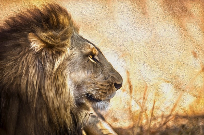 lion, animals, artist, artwork, digital art, hd