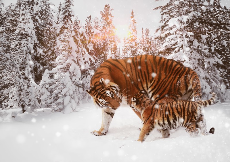 tiger, animals, cub, hd, 4k, 5k, 8k, winter, snow