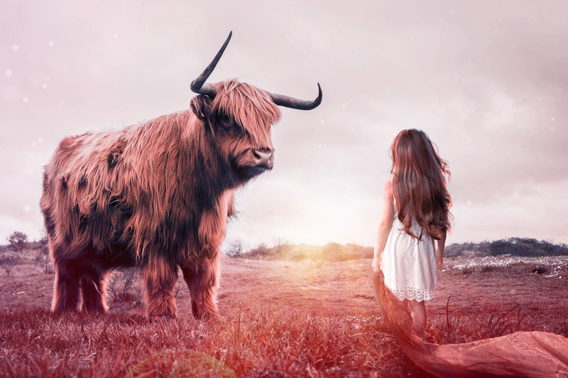 child, bull, fantasy, photography, hd, little girl, 4k, 5k