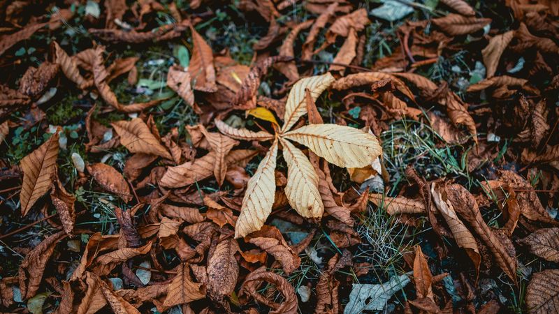foliage, dry, fallen, grass, autumn, 4k