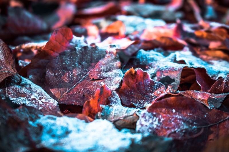 leaf, snow, nature, hd, 4k, 5k, photography