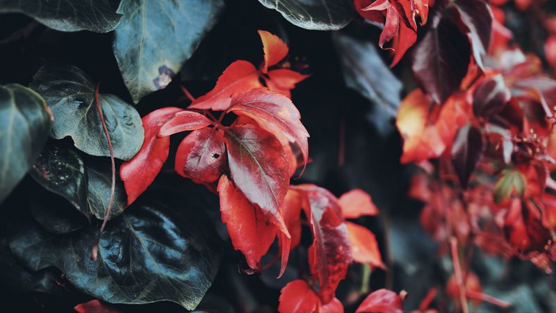 leaves, macro, closeup, red, green, 4k