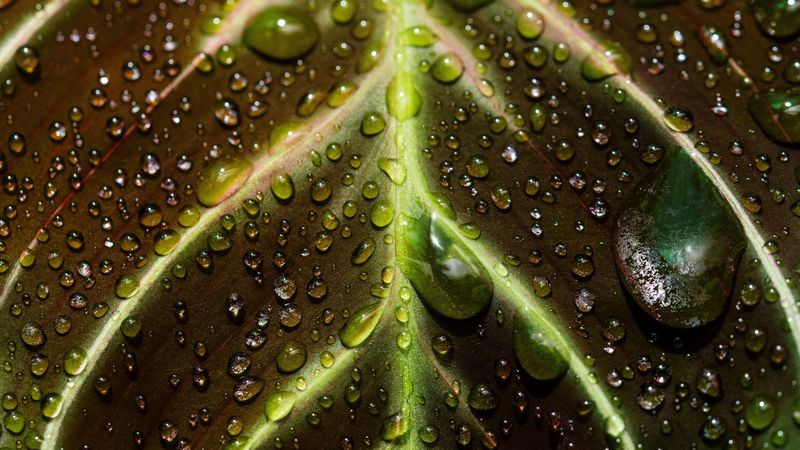 leaf, drops, macro, wet, dew, 4k