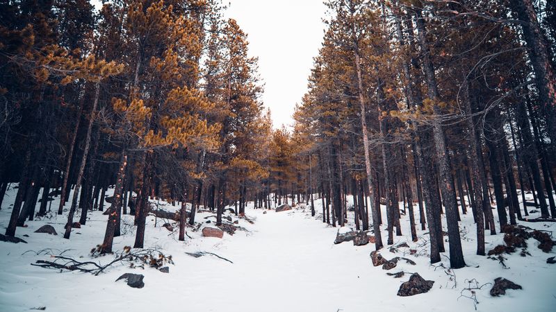 forest, snow, trees, winter, nature, 4k