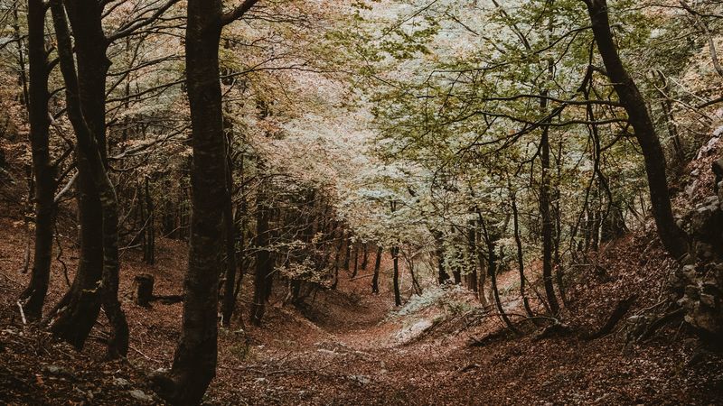 forest, trees, autumn, landscape, nature, 4k