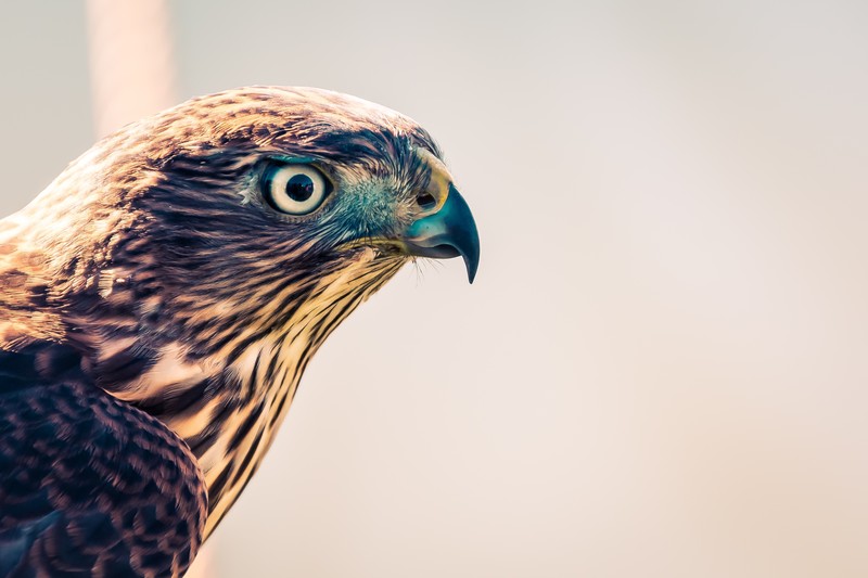 falcon, birds, eagle, hd, 4k