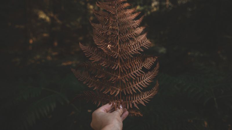 fern, leaf, hand, plant, nature, 4k